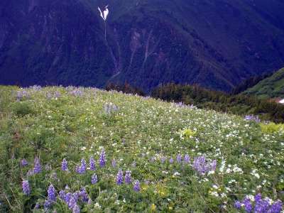 野花 山 蓝色的 绽放 丘陵 山坡 景观 谷 开花 植物