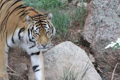 老虎 荒野 动物 野生动物 猫 丛林 猫科动物 苹果浏览器
