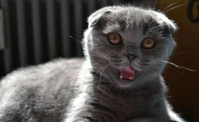 猫 小猫 家畜 可爱的 年轻的猫 猫眼 猫宝宝 幼兽 动物