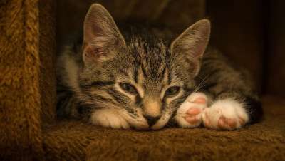 宿醉 小的 鲭鱼 小猫 家猫 家畜 可爱的 猫 猫宝宝 打呵欠
