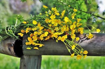 春天 花束 性质 花 植物 叶子 花园 盛开 活 场地 分支