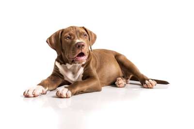 撕破脸皮 狗 动物 宠物 家犬 犬类 哺乳动物 可爱的 肖像