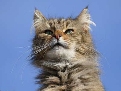 猫咪 巷子里的猫 动物 哺乳动物 宠物 猫 街 流浪的猫 胡子