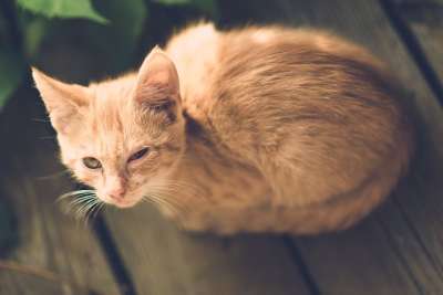 猫 眼睛 受伤 一只眼睛 村庄 疾病 优质的 木制的 户外的