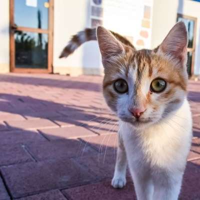 猫 迷路 年轻 猫科动物 动物 眼睛 可爱的 看着 好奇的