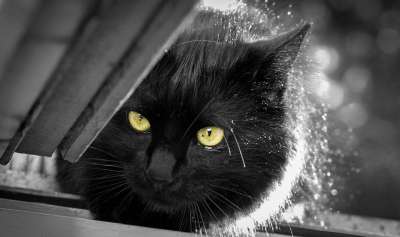 猫 头发 动物 猫看 猫科动物 眼睛 捕食者 爪子