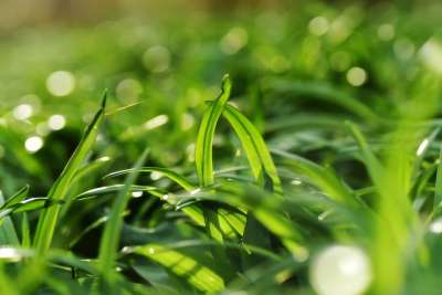 葱属 洋葱 植物 叶子 公园 花园 草药 春天 散景 背光