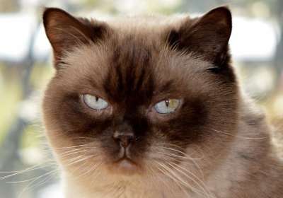 猫 英国短毛猫 亲爱的 蓝眼睛 纯种