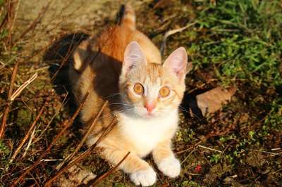 猫 小猫 红虎斑 红猫 年轻的猫 猫宝宝 家猫
