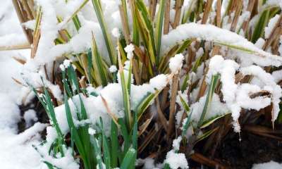 草 雪 自然 冬天