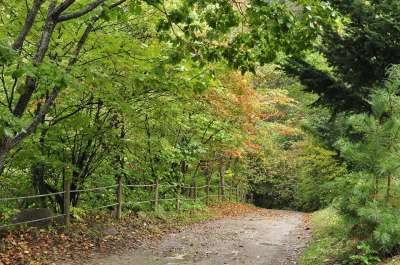 秋季 山路 森林 通道 山路 山路 山路 山路 山路