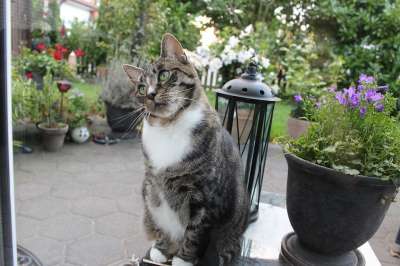 猫 宠物 公园 可爱的 猫眼 家畜 在免费 花盆