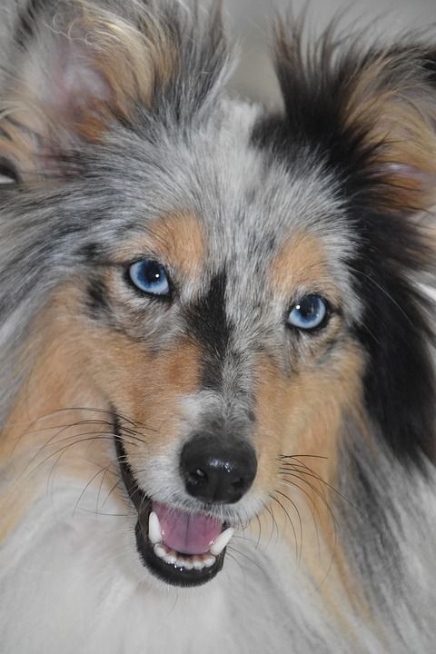 狗 母狗 设得兰群岛牧羊犬蓝色的眼睛 獠牙的一条狗 狗肖像