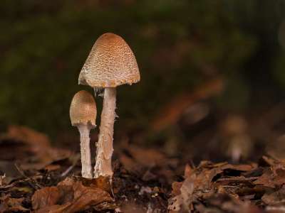 蘑菇 小蘑菇 海绵 落下 迷你蘑菇 木耳 森林蘑菇 屏幕真菌
