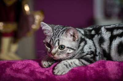 小猫 宿醉 猫宝宝 猫 家猫 家畜 可爱的 幼兽 猫孩子