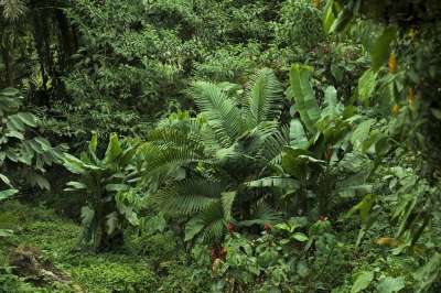 自然 绿色 森林 景观 树叶 叶子 有天赋的人 植物 环境