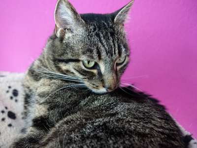 动物 可爱的 猫 哺乳动物 肖像 家畜 自然 毛皮 小猫