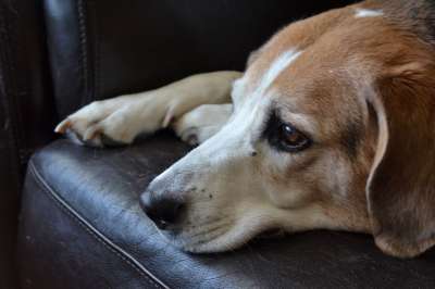 比格犬 狗 悲伤的狗 宠物 犬类 动物 国内的 可爱的 肖像