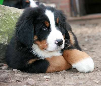 小狗 伯恩山犬 伯尔尼