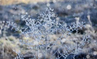 霜 冬天 自然 雪