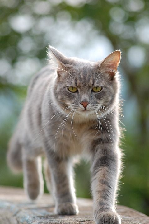 猫 小猫 猫科动物 基蒂 宠物 动物 国内的 哺乳动物 年轻