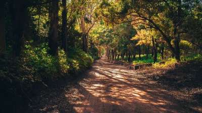 森林 衬套 路 无穷大 美容 植物 绿色 景观 树木 植被