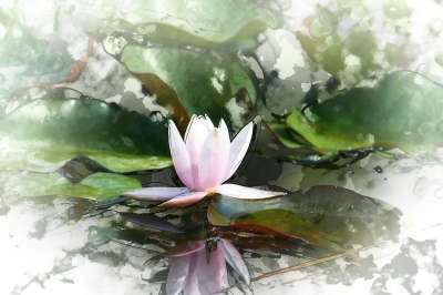 水生植物 荷花 绿色 粉色 花瓣 水 湖 浪漫 池塘 植物
