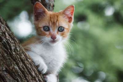 猫 小猫 猫科动物 哺乳动物 驯服 动物 头 可爱的 基蒂