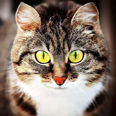 猫 动物 家畜 家猫 哺乳动物 短发 大眼睛 肖像 关闭 绘画