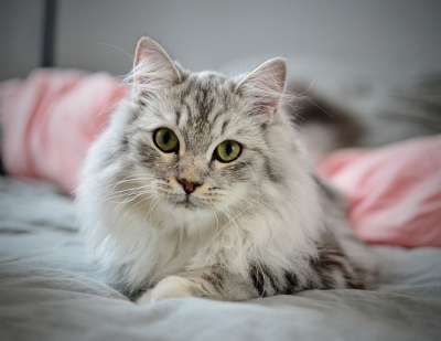 猫 动物 哺乳动物 小猫 猫科动物 宠物