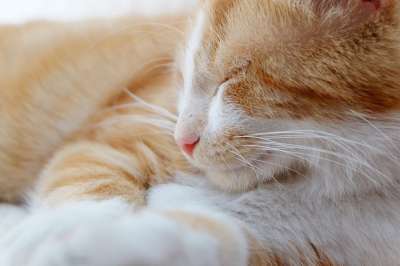 猫咪 宠物 动物医院