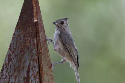 Tufted Titmouse 鸟 野生动物 后院 自然 动物 特写