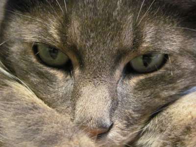 动物 猫 老虎 关闭