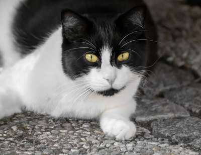 猫 家猫 猫眼 猫脸 看法 眼睛 Katzenkopf 肖像 脸
