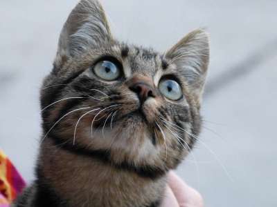 猫 猫眼 好奇的