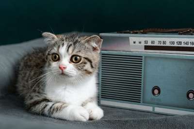 动物 小猫 宠物 猫 收音机 猫科动物