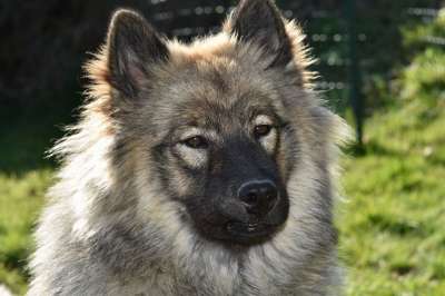 狗 母狗 狗Eurasier Orlaya蓝色的 黑色的口吻 黑面罩