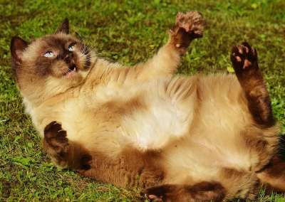 猫 英国短毛猫 玩 纯种 亲爱的 毛皮 棕色的 浅褐色的 可爱的