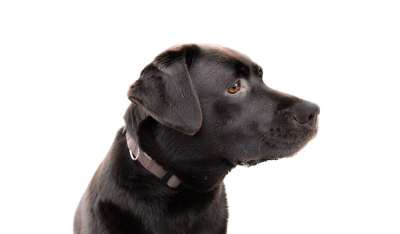 拉布拉多犬 头 棕色 巧克力 狗 宠物 动物 肖像 猎犬 朋友