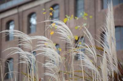 建筑 Windows 砖 植被 建筑学 正面 建造 旧建筑 墙