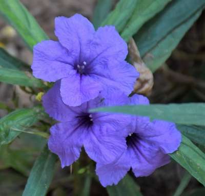 墨西哥矮牵牛 花 植物 花瓣 树叶 矮牵牛 紫花 盛开 自然