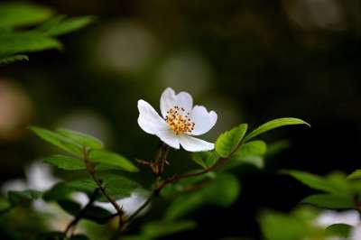 大自然 植物 花 叶子 坚持下的花 春天 韩国花 白色的花 野花