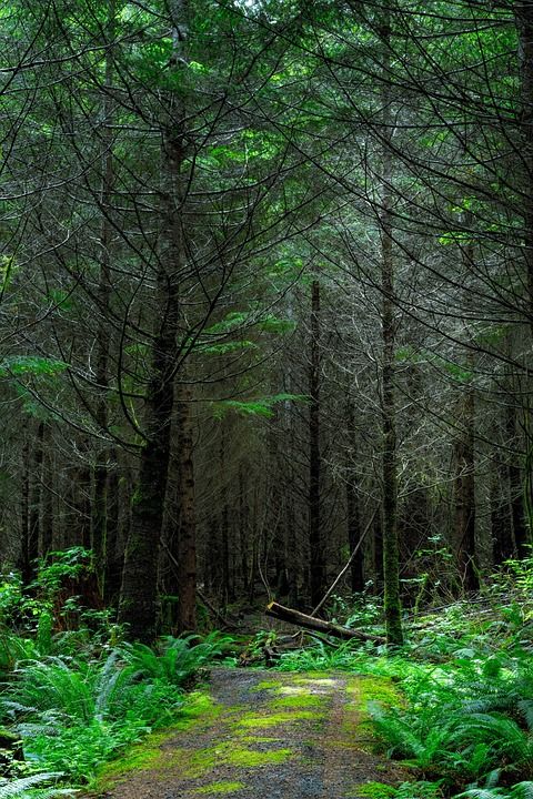 环境 森林 地面 田园风光 树叶 苔藓 平静的 植物 风景秀丽的