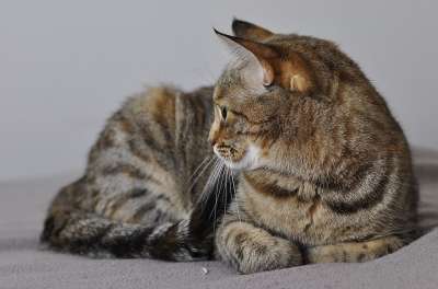 猫 虎斑猫 全身 可爱的 宠物 有条纹的 灰色体 灰色的宠物
