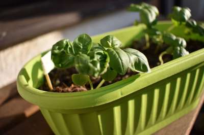 罗勒 草本植物 工厂