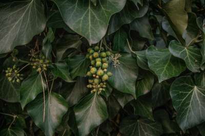 高清壁纸 秋叶 深绿色 园林植物 室内植物 微距照片 大自然壁纸