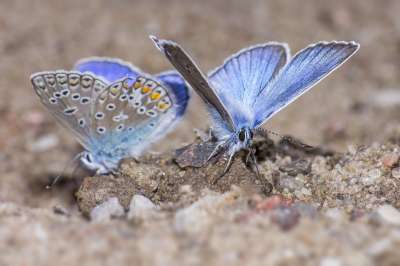 镶银蓝 Plebejus Argus 对蝴蝶 鳞翅类 说明书 斑