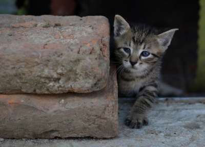 那只猫 小的 猫似的 俏皮 可爱的 小猫 被驯服的 动物