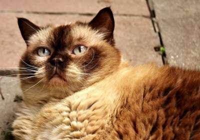 英国短毛猫 放松 轻松 草地 猫 野生动物 家猫 毛皮 动物