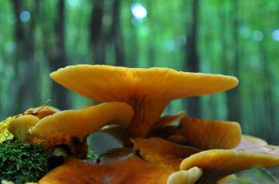 蘑菇 森林 秋季 黄色蘑菇